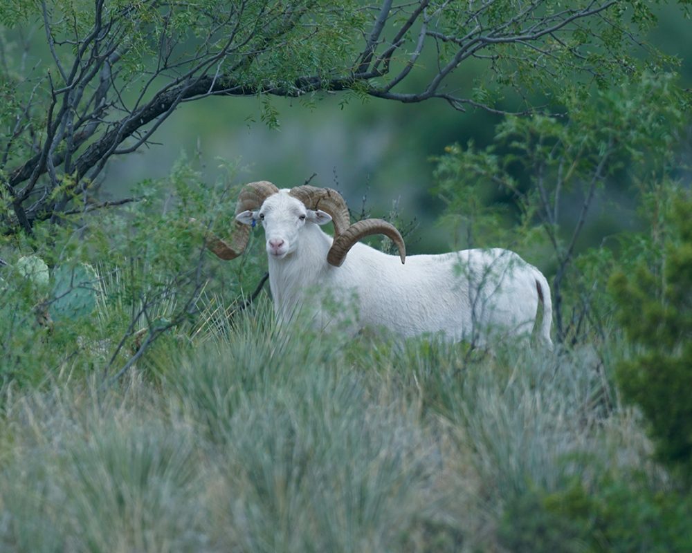 ram