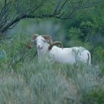 A white ram with large curved horns standing in a green shrubland in West Texas, partially concealed by foliage.